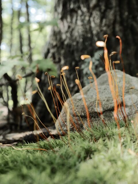 Sample (Moss)