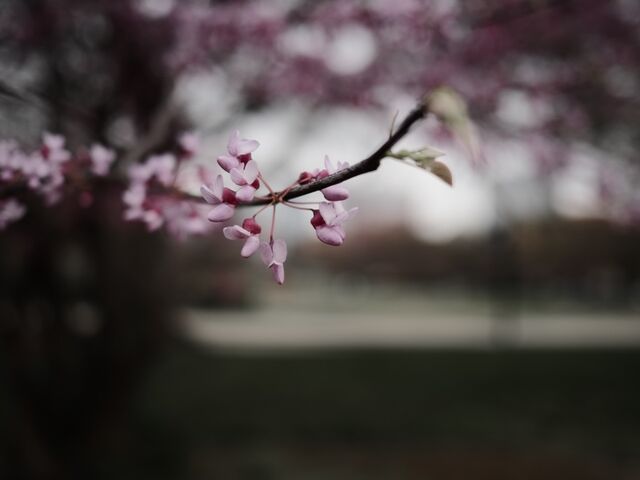Sample (Redbud)