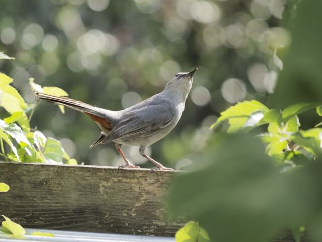 Sample (Catbird)
