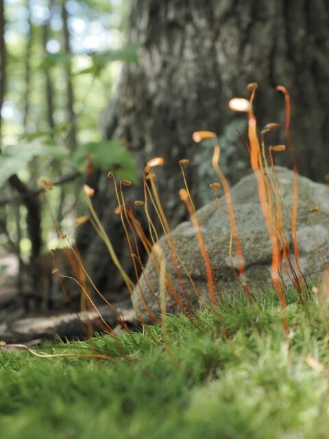 Sample (Moss)