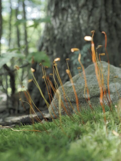 Sample (Moss)