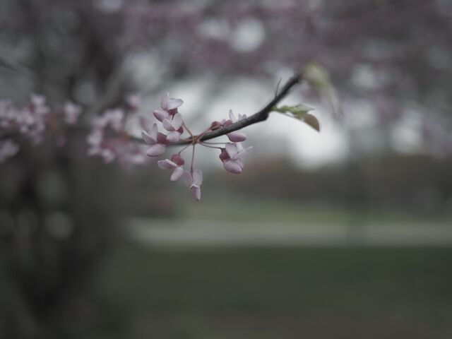 Sample (Redbud)