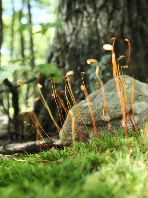 Sample (Moss)