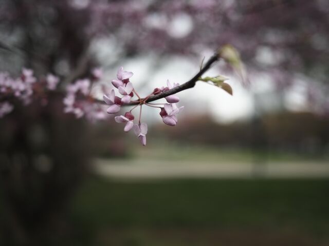Sample (Redbud)