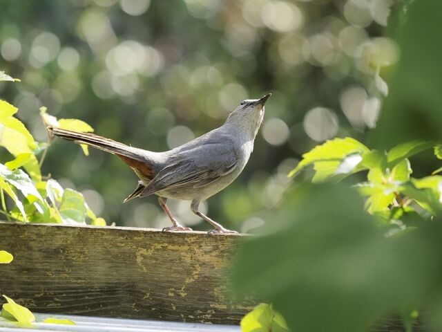 Sample (Catbird)
