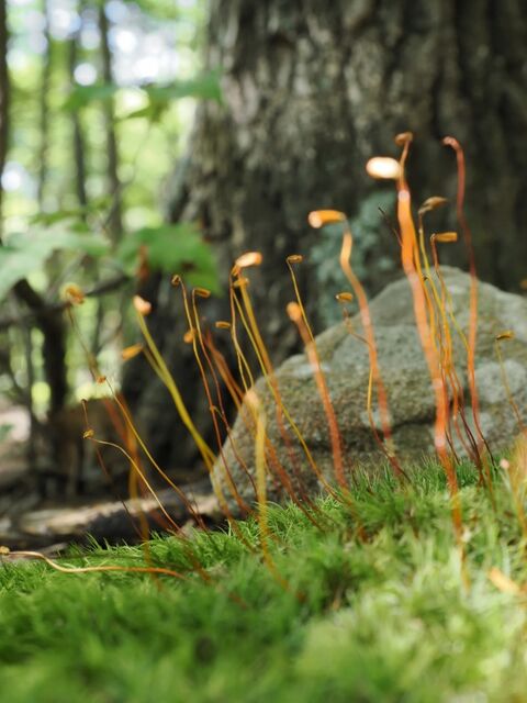 Sample (Moss)