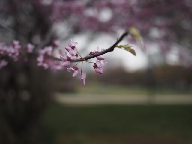 Sample (Redbud)
