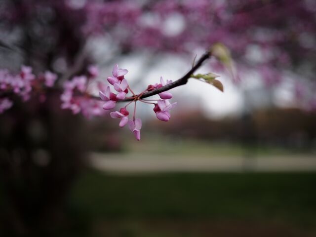 Sample (Redbud)