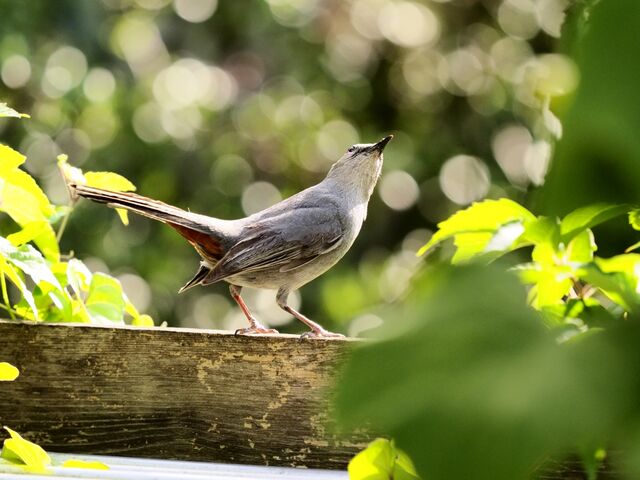 Sample (Catbird)