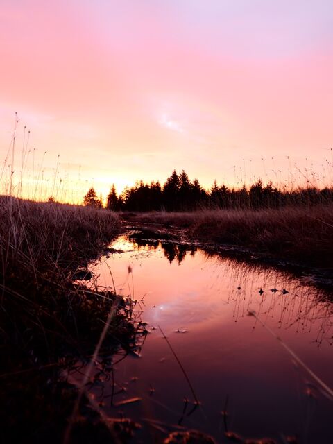 Sample (Dolly Sods Sunrise)