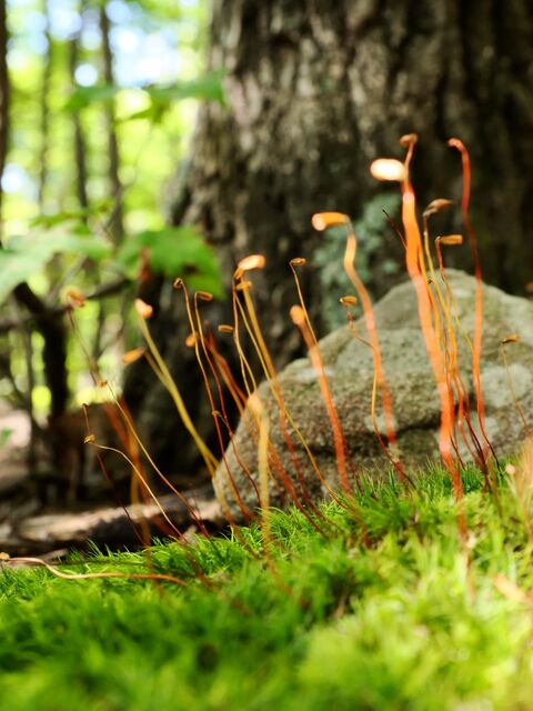 Sample (Moss)