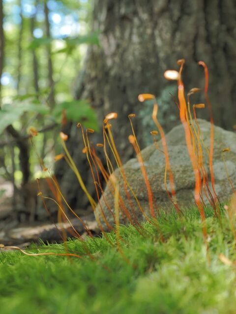 Sample (Moss)