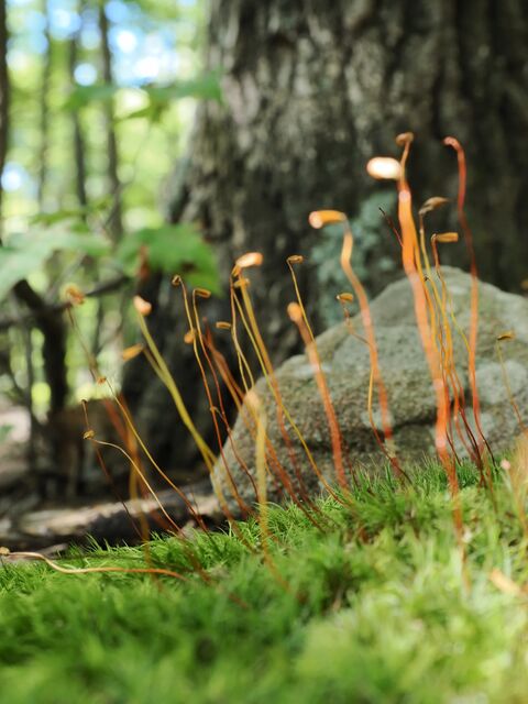Sample (Moss)