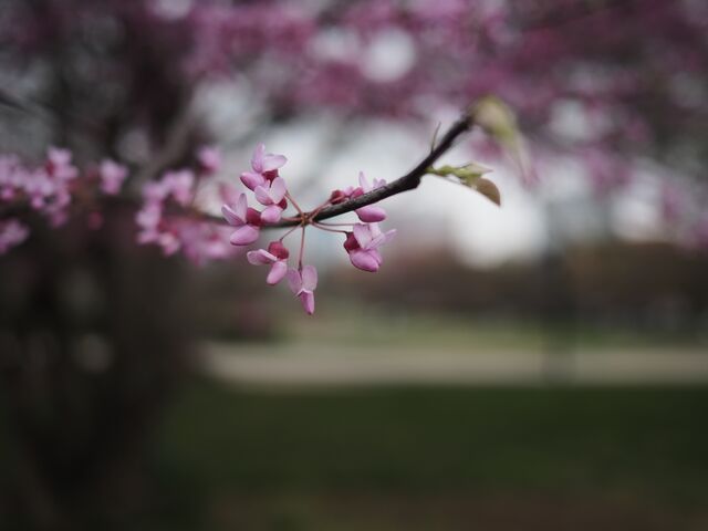 Sample (Redbud)