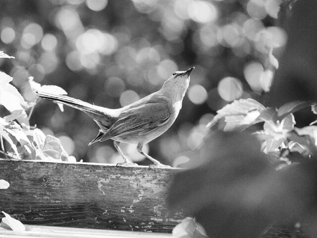 Sample (Catbird)