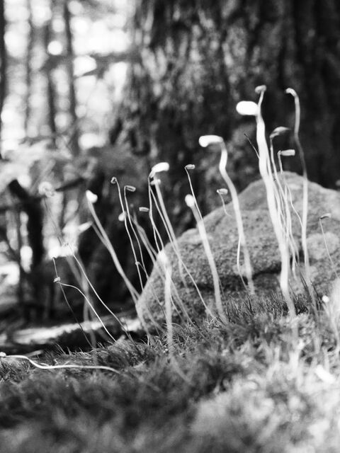 Sample (Moss)