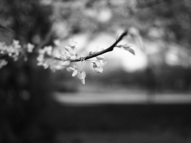 Sample (Redbud)