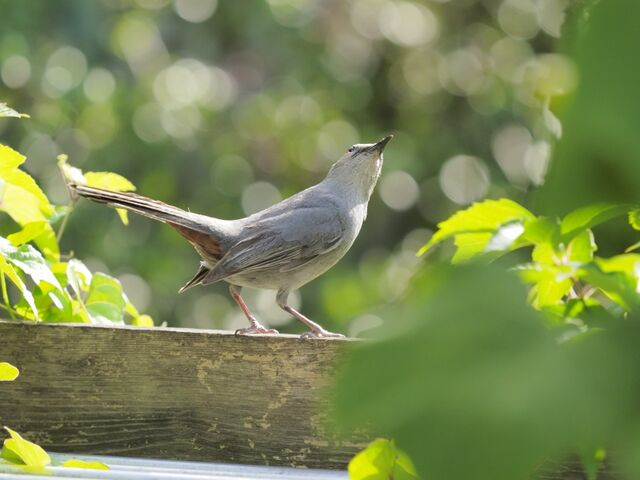 Sample (Catbird)