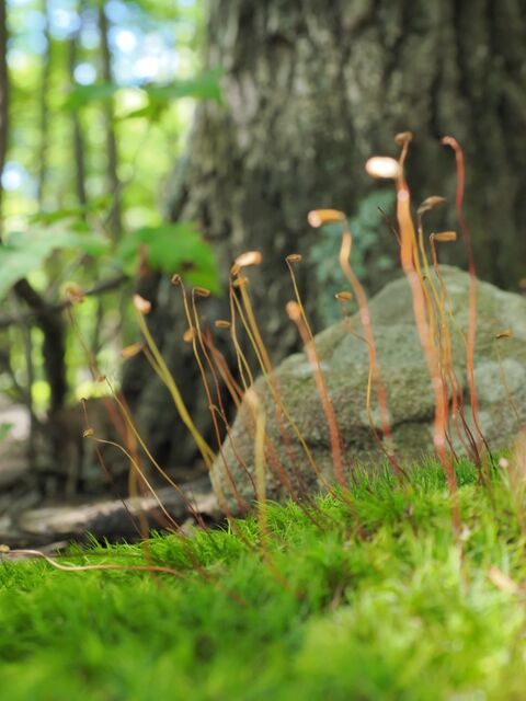 Sample (Fern)