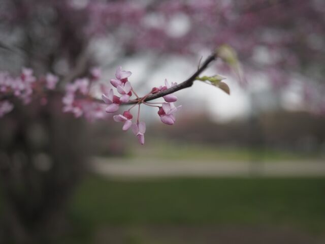 Sample (Redbud)