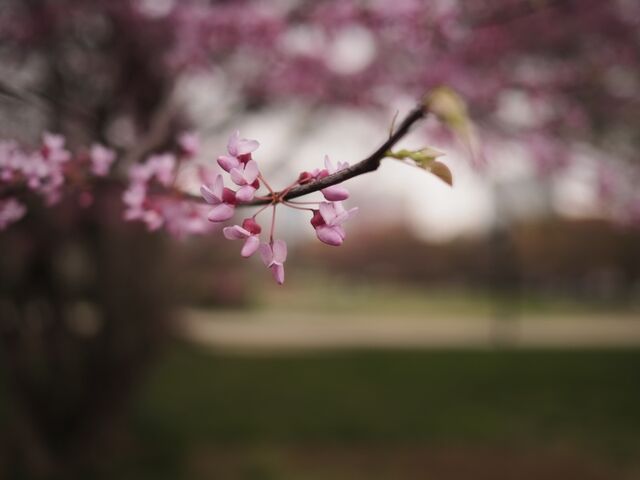 Sample (Redbud)