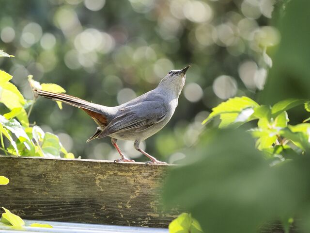 Sample (Catbird)