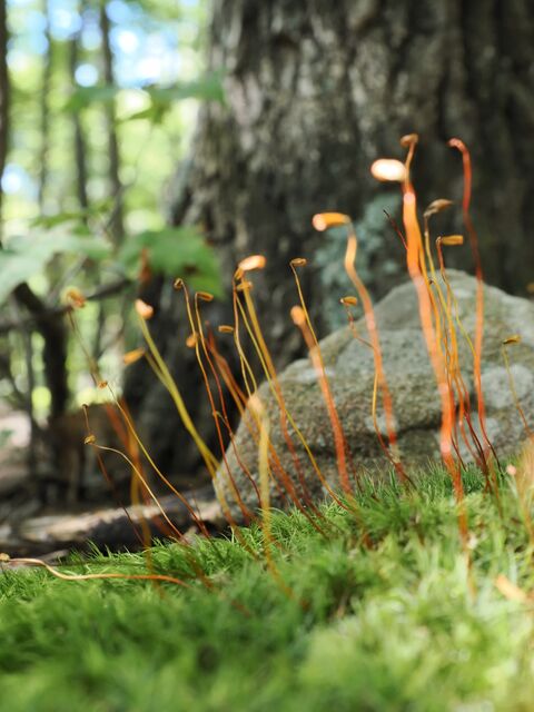 Sample (Moss)