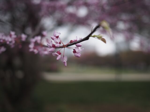 Sample (Redbud)