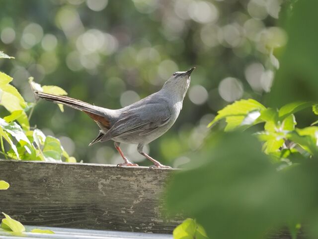Sample (Catbird)