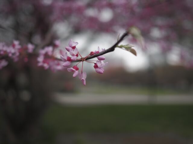 Sample (Redbud)