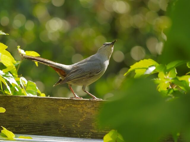Sample (Catbird)