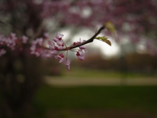 Sample (Redbud)