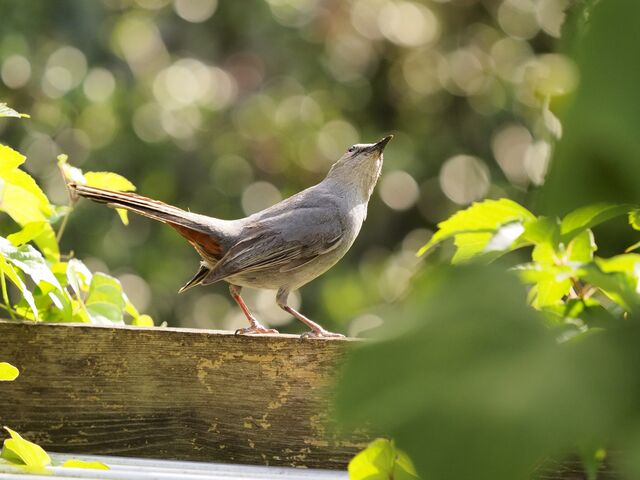 Sample (Catbird)