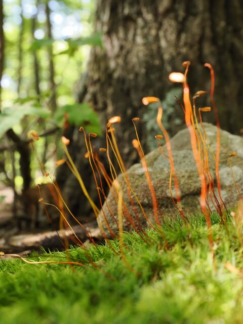 Sample (Moss)