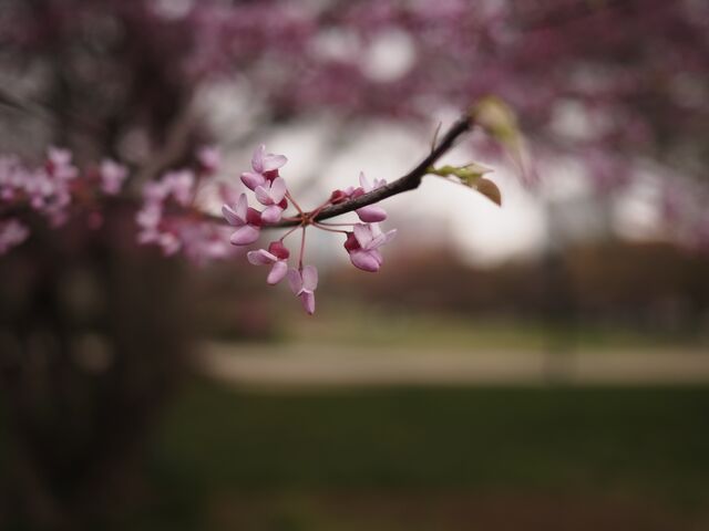 Sample (Redbud)
