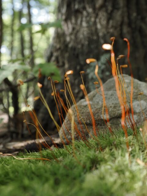 Sample (Moss)