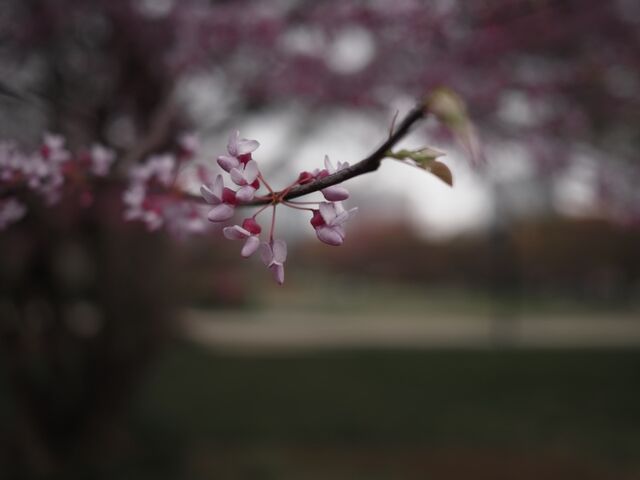 Sample (Redbud)