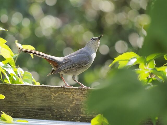 Sample (Catbird)