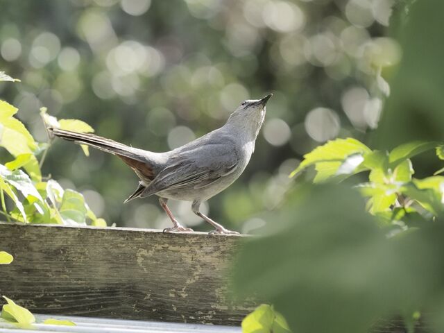 Sample (Catbird)