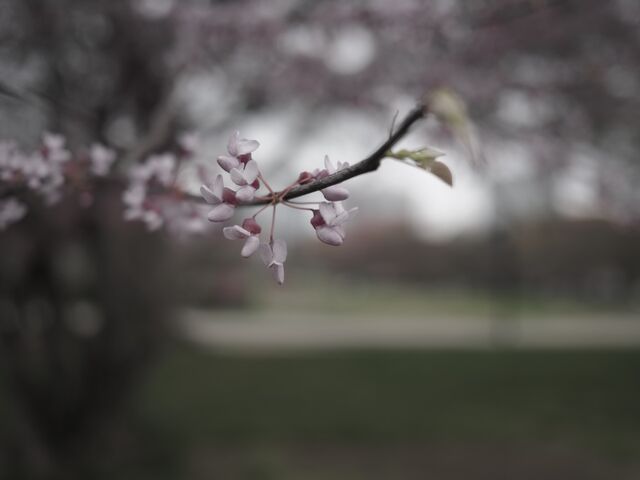 Sample (Redbud)